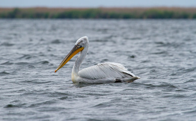 Fototapeta na wymiar Pelican on the Danube