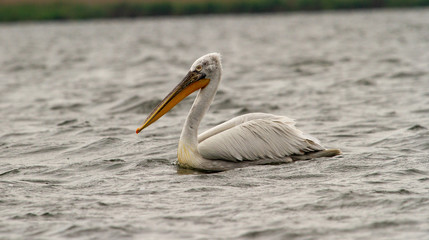  Pelican on departure