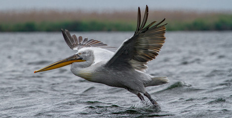  Pelican on departure
