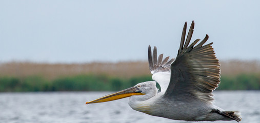  Pelican on departure