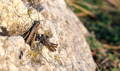 Two grasshoppers are sitting on a stone in the afternoon.