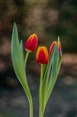Piękne  tulipany na tle natury z efektem bokech 