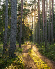 Mossy road into the woods on a sunny autumn afternoon wirh pine trees and sun rays in Latvia