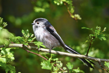 Long-tailed tit (Aegithalos caudatus) sits on a branch in its natural habitat