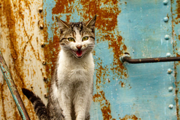 Cats on a boat in the Danube Delta