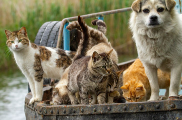 Cats on a boat in the Danube Delta