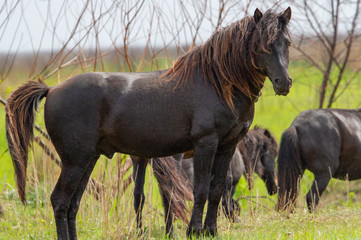 Wild horses in the Danube Delta, Romania