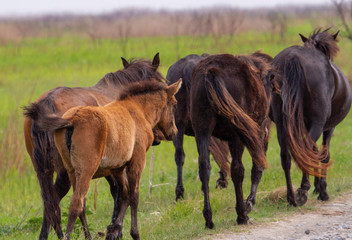 Naklejka na ściany i meble Wild horses in the Danube Delta, Romania