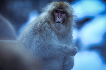 Cute and Nice Snow Monkey in the Jigokudani Park, Japan