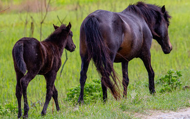 Wild horses in the Danube Delta, Romania