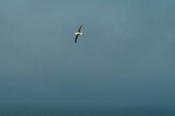 Fototapeta na wymiar albatross flying in the sky
