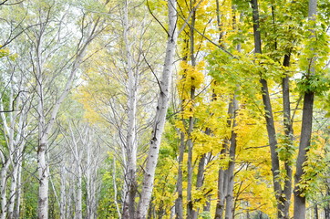 Birch trees and maple trees in a forest