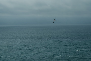 Fototapeta na wymiar albatross over the sea