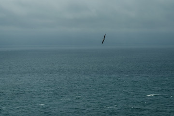 albatross over the sea