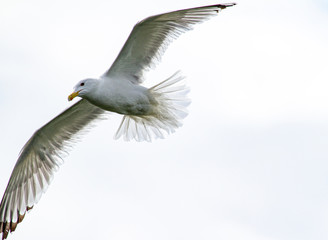  Seagull in flight
