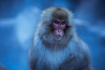 Close up Snow monkey Face in the Jigokudani park, Japan