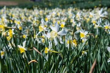 Fototapeta premium A single daffodil pointing away from the field of daffodils and standing uniquely on its own
