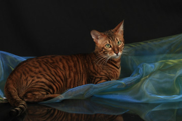 Red tabby cat lies on a mirror on a black background with a blue organza