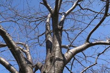 花芽をつけ始めた桜の木