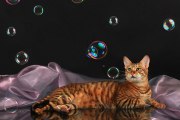 Red tabby cat lies on a mirror on a black background with organza and soapbubbles