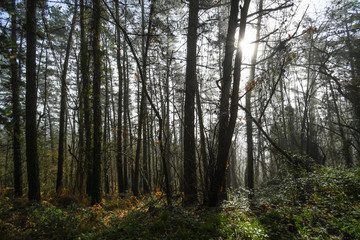 Fototapeta na wymiar Forest at dawn in the mist