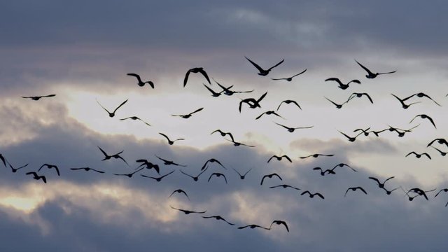 Geese flying at sunset from drone