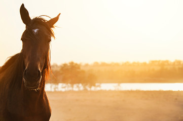 chevaux au pré 