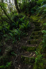 stairs on the hiking trail among the trees in the forest