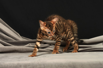 Disheveled tabby kitten arched his back