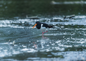 oystercatcher bird on the beach