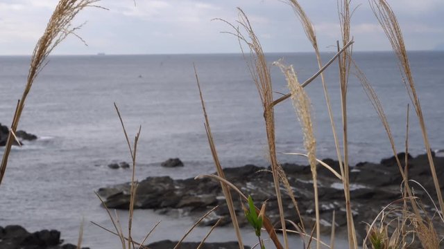 Japanese pampas grass and the sea beyond