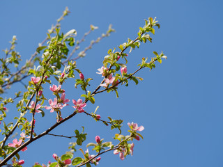 青空背景の花梨