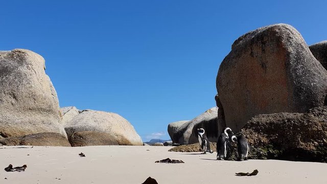 Black footed Penguin at Boulder Beach on the Cape of Good Hope, Capetown
