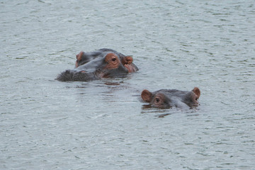 Two hippos on the water.
