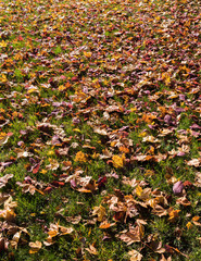 colorful autumn wallpaper, many maple and currant leaves on lawn, sunny day