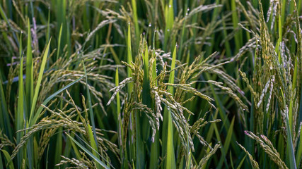 Rice and the beauty of dew in the rice fields at sunrise