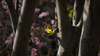 The small flowers in the woods in spring