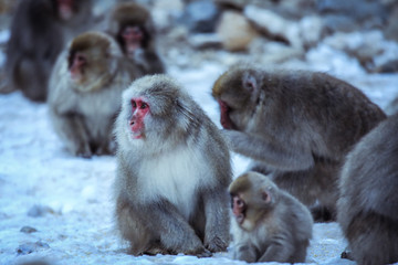 Mother and Baby from Smow monkey family in the Jigokudani Park, Japan