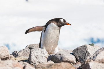 Obraz premium Gentoo Penguin,on an antarctic beach, Neko harbour,Antartica