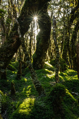 Fototapeta premium trees in the new zealand forest
