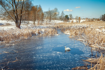 Swan swimming in a frozen lake in early spring