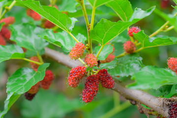 mulberry