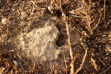 some ants among the branches of the ground