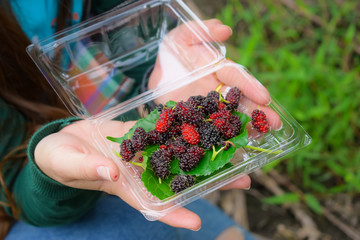 mulberry
