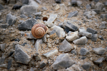 a snail on some stones