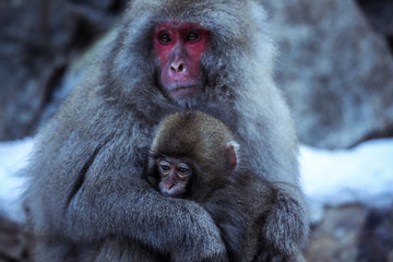 Mother and Baby from Smow monkey family in the Jigokudani Park, Japan