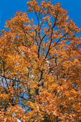 Fototapeta na wymiar maple tree branches with yellow, red, brownish leaves on a blue sky background, bottom view