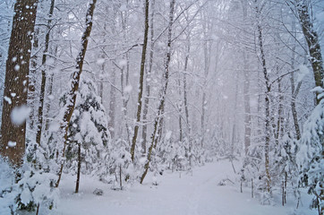 View of a winter snowy forest with trees covered with white fluffy snow on a frosty sunny day