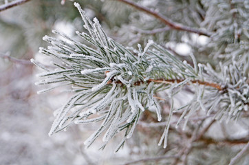 Pine branch with long green needles covered in white snow on a frosty winter day