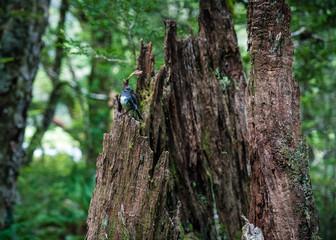 New Zealand robin perching on a tree trunk